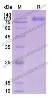 Recombinant Human ERBB3/HER3 Protein, C-His