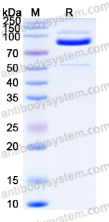 Recombinant Human CDH3/P-cadherin Protein, C-His