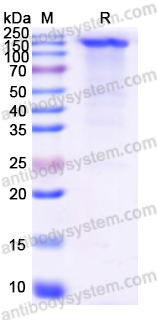 Recombinant Human CD206/MRC1 Protein, C-His
