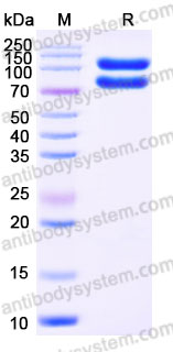 Recombinant Human ITGA6 & ITGB4 Heterodimer, C-Flag & C-His
