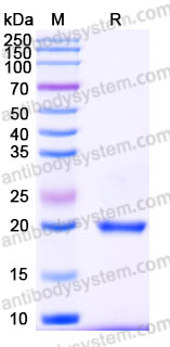 Recombinant Human PPIB Protein, C-His
