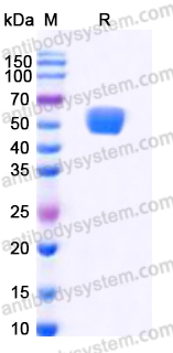 Recombinant Human CD252/TNFSF4/OX40L Protein, N-Fc-Flag