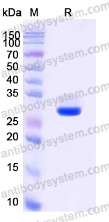 Recombinant Human DTYMK Protein, C-His