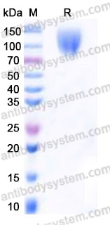 Recombinant Human GUCY2C/GCC Protein, C-Fc