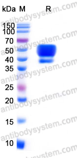 Recombinant Human EDNRA/ETA/ETRA Protein, C-Fc