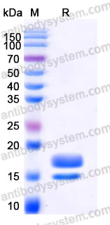 Recombinant Human MPZ Protein, C-His