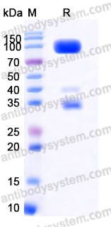Recombinant Human Laminin 111 E8 Protein, N-His  & N-Flag & N-HA