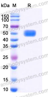 Recombinant Human CD159c/KLRC2 Protein, N-Fc