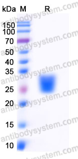 Recombinant Human CD314/KLRK1/NKG2D Protein, N-His