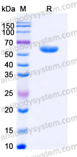 Recombinant Human CD27 Protein, C-Fc-His