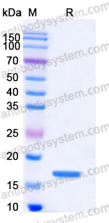 Recombinant Human FKBP2 Protein, C-His