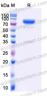 Recombinant Human CD123/IL3RA Protein, C-Fc