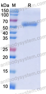 Recombinant Human ACVR2A Protein, C-Fc