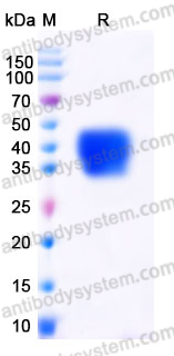 Recombinant Human ACVR2A/ACTR-IIA Protein, C-His
