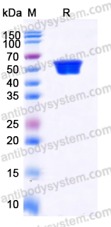 Recombinant Human CD82 Protein, N-Fc