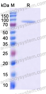 Recombinant Human CD121b/IL1R2/IL-2R beta Protein, C-Fc