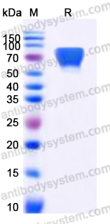 Recombinant Human CD34 Protein, C-His