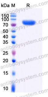 Recombinant Human CD38/ADPRC 1 Protein, C-Fc