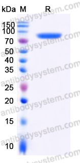 Recombinant Human CD38/ADPRC 1 Protein, C-mFc (Active)