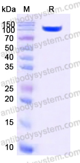 Recombinant Human CD30/TNFRSF8 Protein, C-Fc