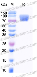 Recombinant Human CD30/TNFRSF8 Protein, C-mFc