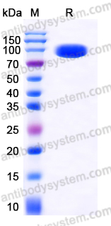 Recombinant Human EPHA2 Protein, C-Fc