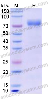 Recombinant Human EPHA3 Protein, C-His