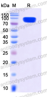 Recombinant Human EPHA8 Protein, C-Fc