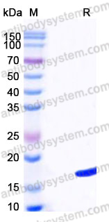 Recombinant Human PRDX5 Protein, N-His