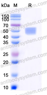 Recombinant Human CD132/IL2RG Protein, C-His