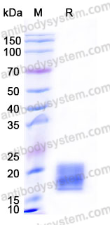 Recombinant Human CD66b/CEACAM8 Protein, C-His