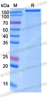 Recombinant Human CD171/L1CAM Protein, C-His