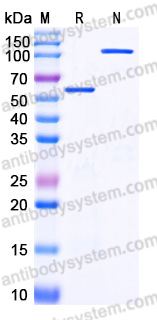 Recombinant Human CD70 Protein, C-Fc