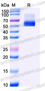 Recombinant Human CD70 Protein, C-mFc