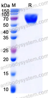 Recombinant Human CD80/B7-1 Protein, C-mFc