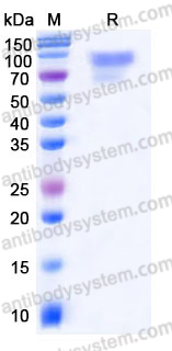 Recombinant Human CD68 Protein, C-Fc