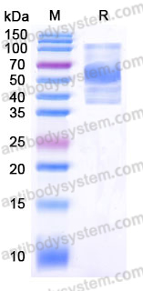 Recombinant Human IL13 Protein, C-Fc
