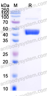 Recombinant Human SFTPD Protein, C-His