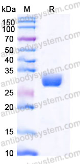 Recombinant Human FBN1/Fibrillin-1 Protein, N-8*His