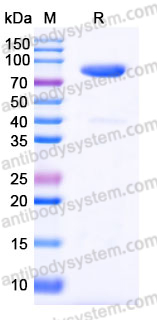 Recombinant Human TIE1 Protein, C-His