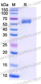 Recombinant Human CD147/BSG Protein, C-mFc