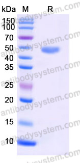 Recombinant Human CHI3L1 Protein, C-His