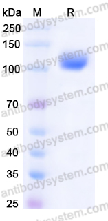 Recombinant Human CD135/FLT3 Protein, C-Fc