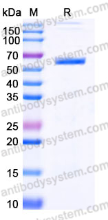 Recombinant Human CD292/BMPR1A Protein, C-Fc-His