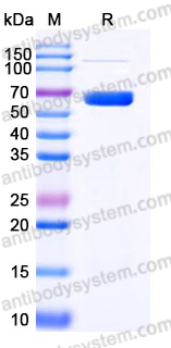 Recombinant Human LTBR Protein, C-Fc