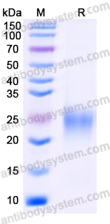 Recombinant Human ACVRL1 Protein, C-His