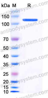Recombinant Human CD96 Protein, C-mFc