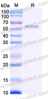 Recombinant Human XCL1/Lymphotactin Protein, C-Fc-His