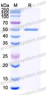 Recombinant Human CPA2 Protein, C-His