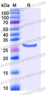 Recombinant Human GLIPR1 Protein, C-His